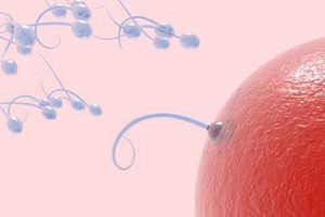 孕前男性如何通过饮食提升精子质量?这些食物不可错过!