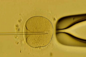 在排卵期进行性生活就一定会怀孕吗?这些科学真相你需要知道