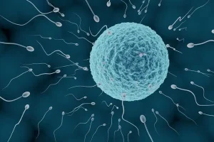 42岁进行试管婴儿的成功率到底有多高?