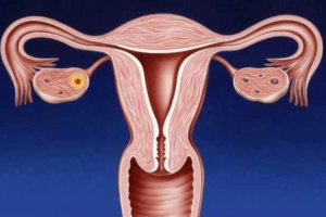 试管婴儿技术的进展与成功率分析