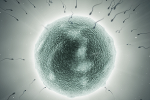 试管婴儿常见问题解答:成功的机率有多大?费用大概是多少?