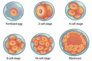 试管婴儿冻胚移植的成功率是多少?子宫内膜的厚度对受精卵着床有