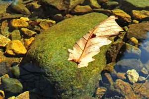 试管婴儿冷冻胚胎移植:成功率及着床时间的全面解析