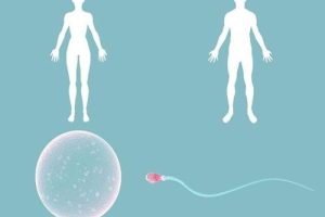 第二代试管婴儿(ICSI)过程中,需要进行哪些注射?