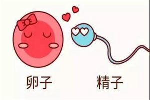 取卵手术后的月经恢复与腹水管理指南——试管妈妈必读的实用问答