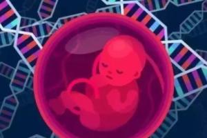 卵裂期胚胎培养与囊胚培养的主要区别