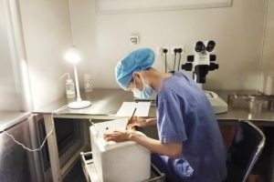 试管婴儿胚胎培养后的最佳移植时机及注意事项